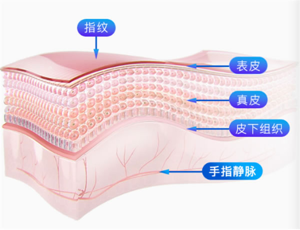 指纹解锁出现安全隐患，何不试试指静脉智能锁？