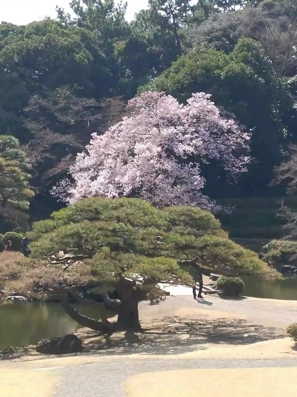 美菱公司2018年度先进个人日本之旅圆满结束