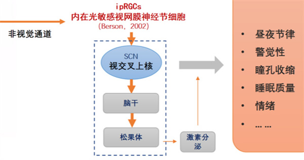 光线与昼夜节律 | 科学打造健康生物钟的照明环境